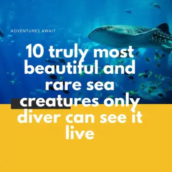 10 truly most beautiful and rare sea creatures only diver can see it live