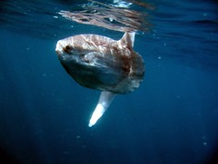 10 truly most beautiful and rare sea creatures only diver can see it live - 2. Ocean sunfish / best scubs pro 
https://bestscubapro.com/