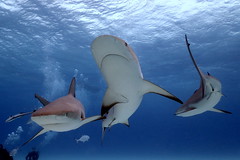 10 truly most beautiful and rare sea creatures only diver can see it live - 4.Caribbean reef shark / best scubs pro 
www.bestscubapro.com