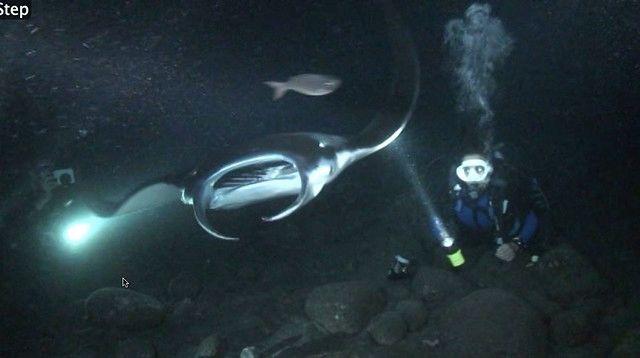 12 best Dives Spots You Should Explorer Before You Die -Manta ray night dive.
www.bestscubapro.com