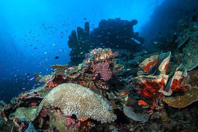 12 best Dives Spots You Should Explorer Before You Die - Barracuda point
www.bestscubapro.com