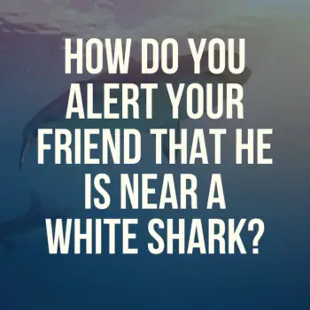 How Can You Alert Your Friend That He Is Near A White Shark?