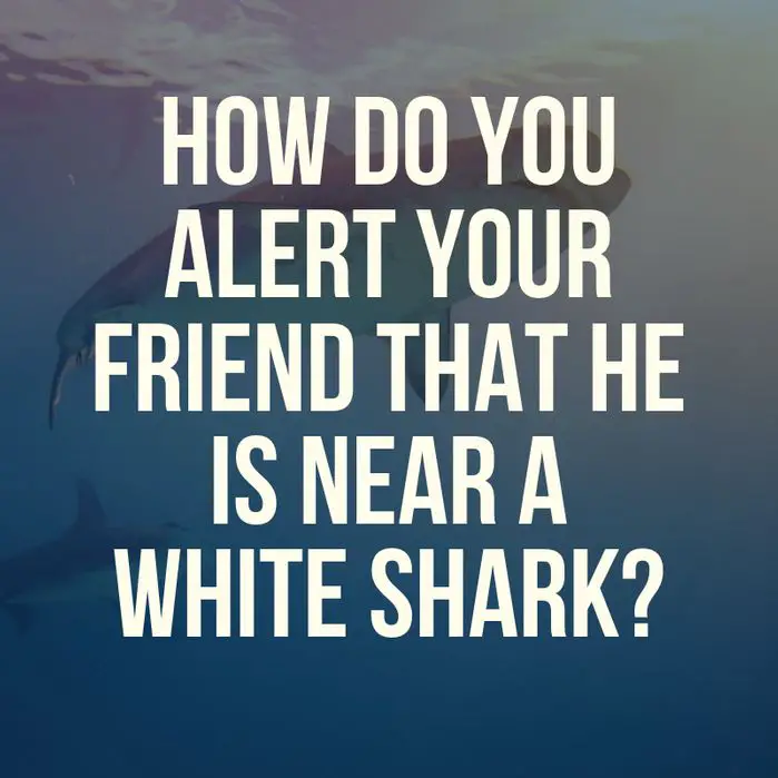 How do you alert your friend that he is near a white shark?