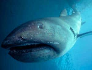 10 truly most beautiful and rare sea creatures only diver can see it live - 10.Mega mouth shark / best scubs pro 
www.bestscubapro.com