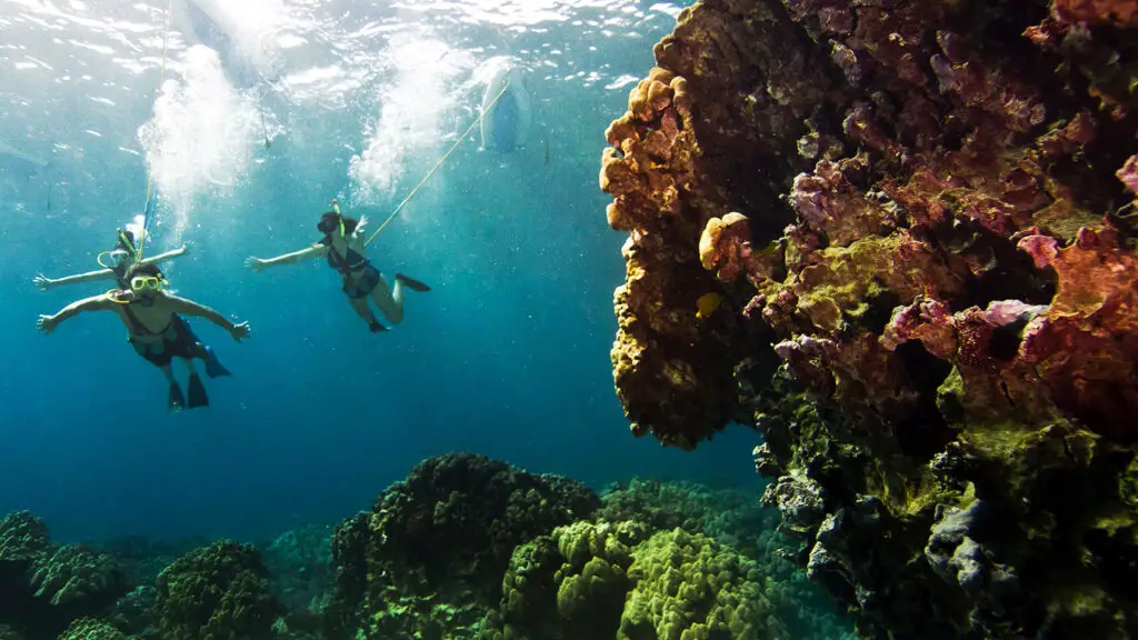 Maui vs. Kauai - Which Hawaiian Island Is a Better Snorkeling Destination?