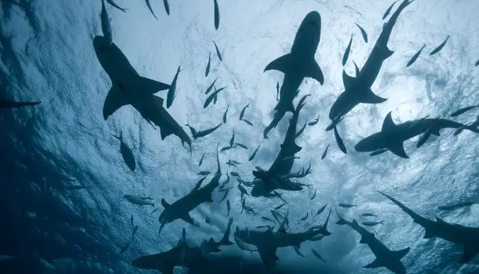 Do Sharks Get Attracted to Human Poop in the Ocean? 
