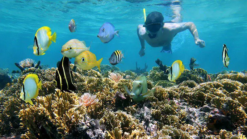Exploring the Safety of Snorkeling at Australia's Great Barrier Reef