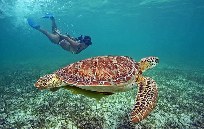 The Ultimate Guide to Snorkeling with Magnificent Sea Turtles in their Natural Habitat