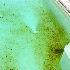 Comprehensive Guide to Swimming in a Pool with Mustard Algae
