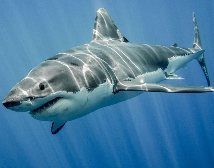 What to Do If You Spot a Shark While Swimming