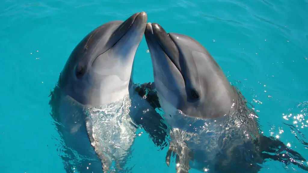 Why Dolphins Flock Near Shores