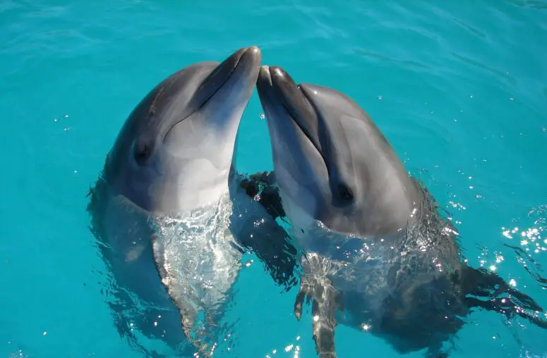 What Does It Mean If Dolphins Swim Your Way?
