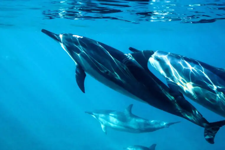 What Does It Mean If Dolphins Swim Your Way?